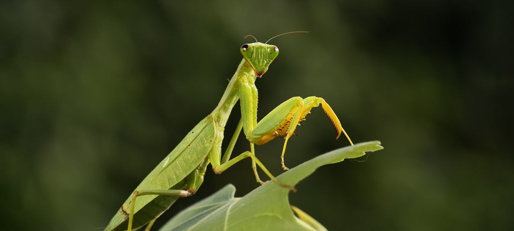Koliko često treba da se hrani bogomoljka?