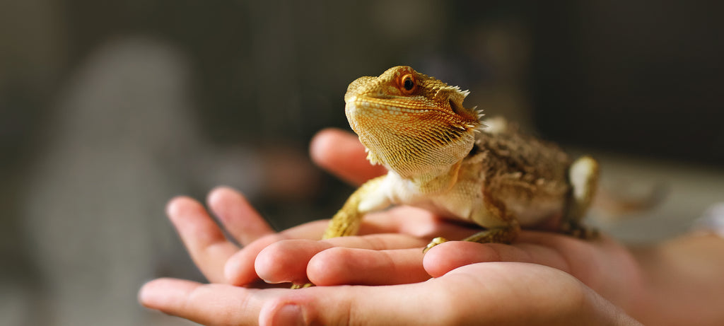 Kontakt sa gmizavcima i ljudskim zdravljem