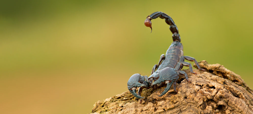 Kraljevski škorpion