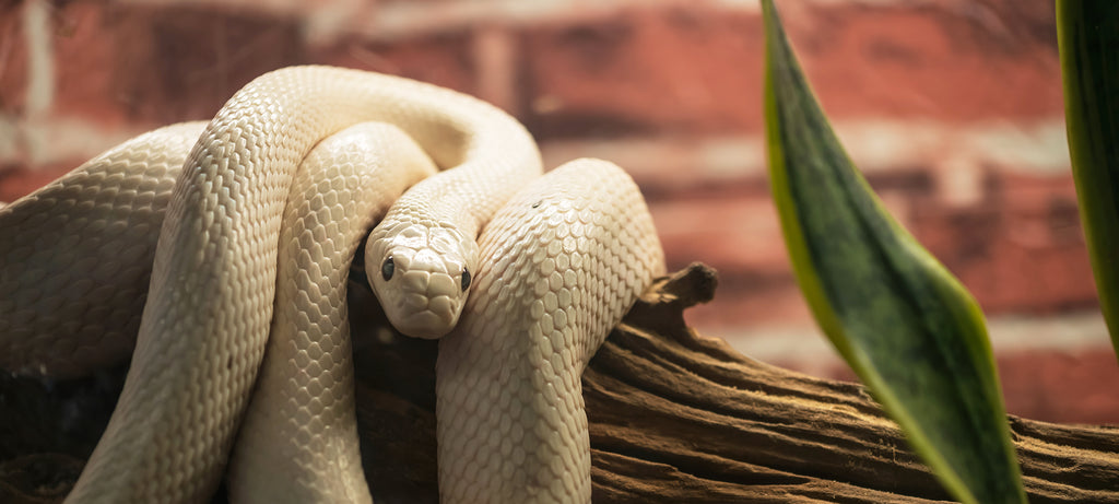 Obsoleta/Texas rat snake