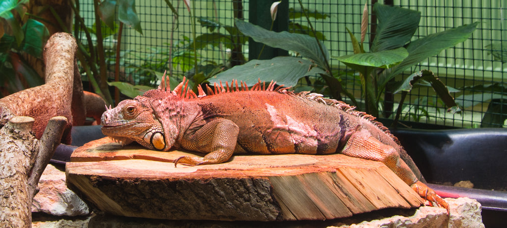 Podloga za iguanu