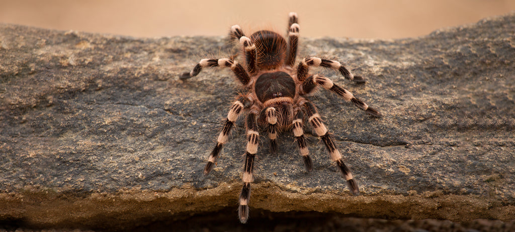 Prehrana mlade tarantule