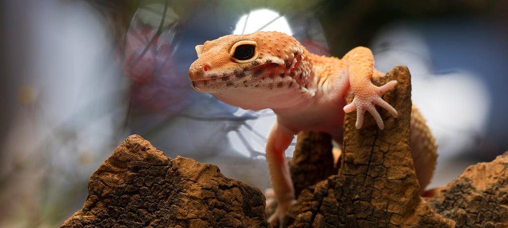 Presvlačenje leopard gekona - promjena ponašanja i boje kože