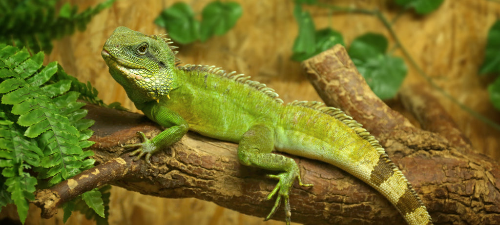 Promena na prstu iguane