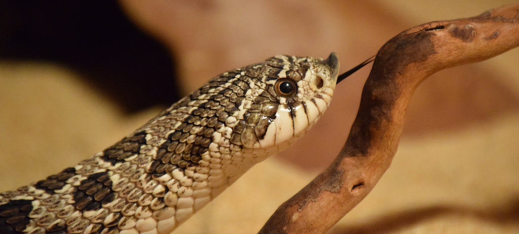 Šiljatonosa zmija (Heterodon nasicus) i optimalni uslovi držanja