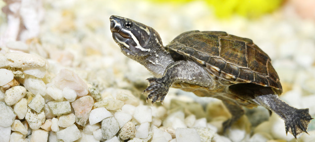 Tamne mrlje na nogama vodene kornjače