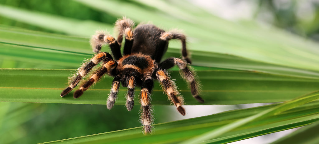 Tarantule i ishrana