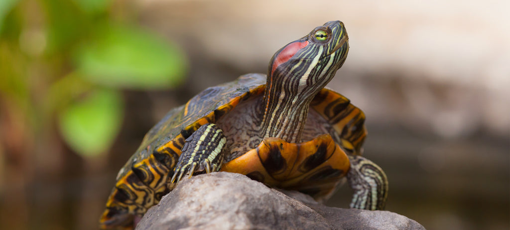 Životni vek crvenouhe kornjače