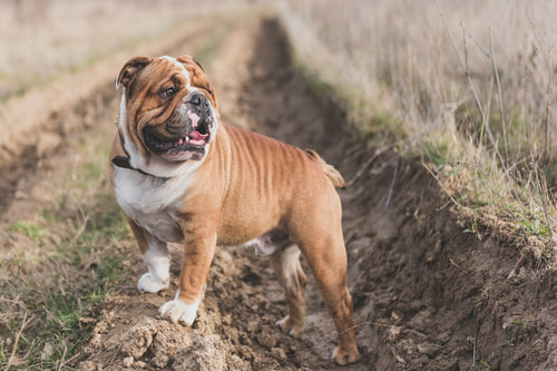 Engleski buldog
