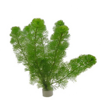 Cabomba caroliniana