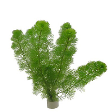 Cabomba caroliniana