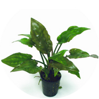 Cryptocoryne ciliata