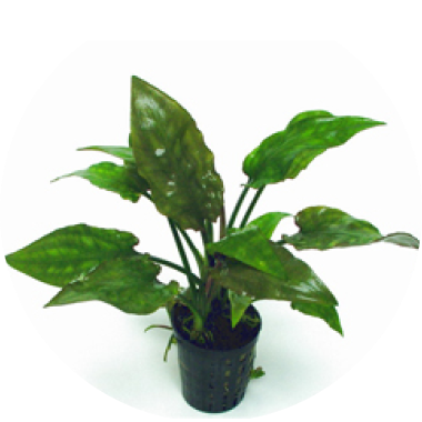 Cryptocoryne ciliata