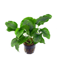 Anubias barteri var.barteri