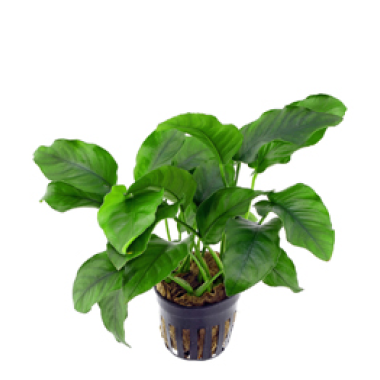 Anubias barteri var.barteri