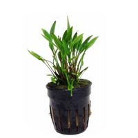 Cryptocoryne parva