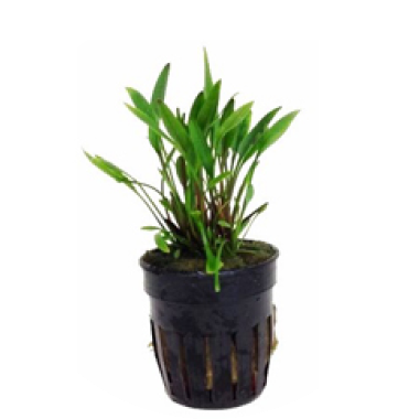 Cryptocoryne parva