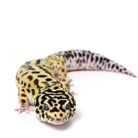 Leopard gekon