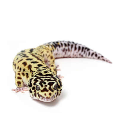 Leopard gekon