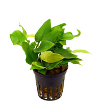 Anubias barteri var. nana