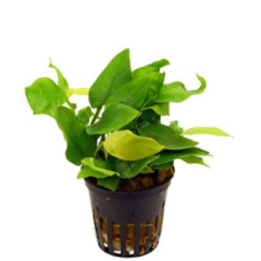Anubias barteri var. nana