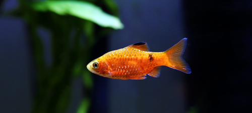 Barbus rosy