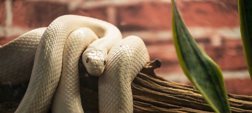 Obsoleta/Texas rat snake