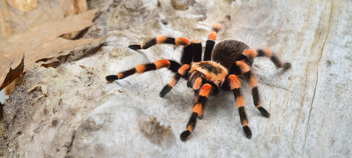 Tarantula Brachypelma smithi - gubitak dlačica