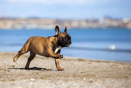 Francuski buldog trči po plaži