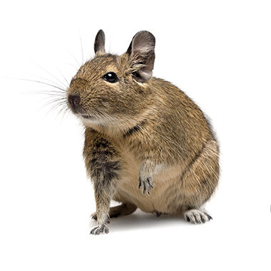 Degu