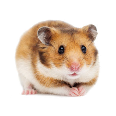 Hrčak