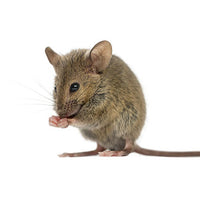 Miš