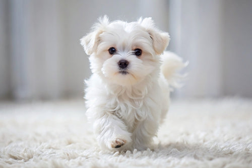 Maltezer