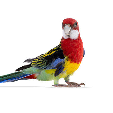 Rozela