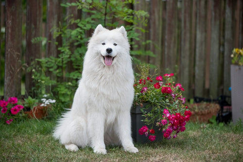 Samojed sedi na travi pored cveća i smeje se