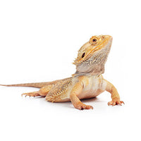 Bradata agama