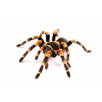 Tarantula- Grammostola rosea