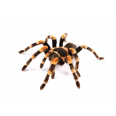 Tarantula- Grammostola rosea
