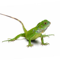 Vodena agama