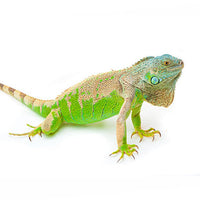 Zelena iguana