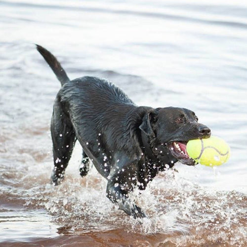 KONG Igračka za pse AirDog Squeaker Football, zvučna, gumena Small