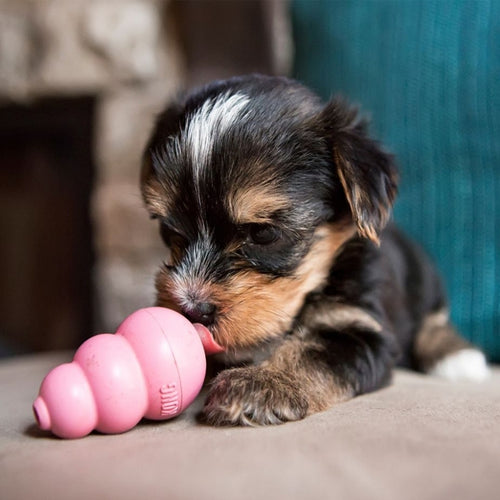 KONG Igračka za štence PUPPY dispenzer, raznih boja