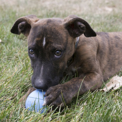 KONG Igračka za štence PUPPY Lopta s rupom Roze ili Plava S