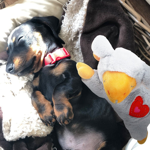 ALL4PAWS Little Buddy PUPPY Igračka za štenad Srce sa simulatorom otkucaja, 6,5c