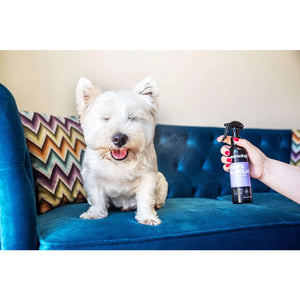 ANIMOLOGY Sprej za pse Paws & Relax Aromatherapy, 250ml