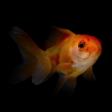 Akvaristika