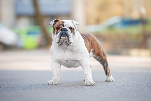Engleski buldog stoji na cesti