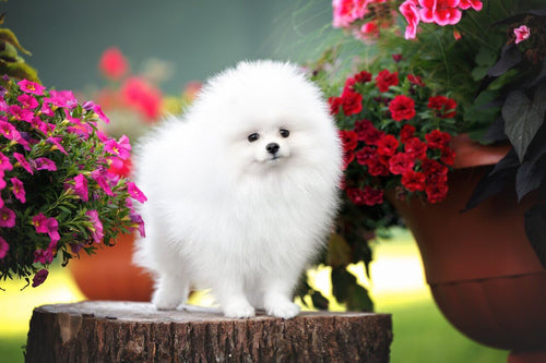 Beli pomeranac