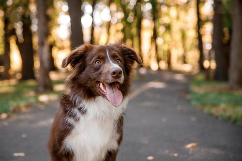 Braon beli border koli