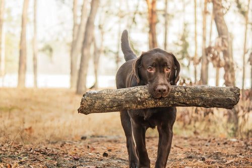 Labrador nosi drvo u šumi